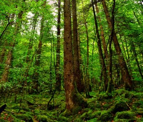 怀孕初期为么胖