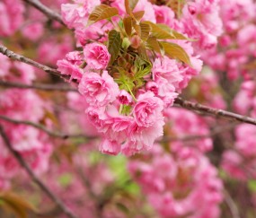 怀孕初期能喝杨梅汁吗
