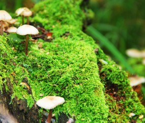 怀孕初期排卵试纸秒红强阳