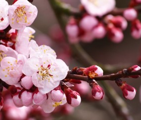 怀孕初期可以吃点姜吗