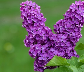 怀孕初期乳房疼几天