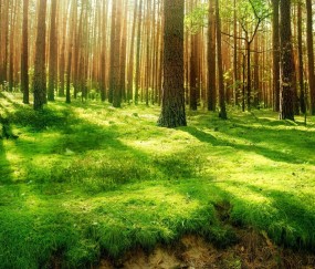 小孩老是发烧查血怎么查