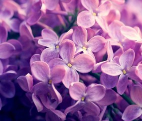 怀孕初期吃药导致流产吗