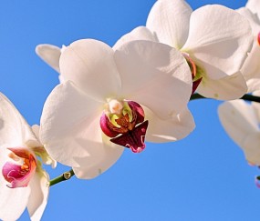 怀孕初期可以吃煎炸食品吗