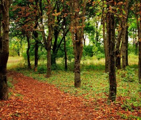 怀孕初期老是感觉要来姨妈似的