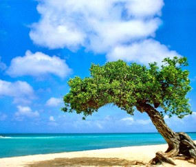 怀孕初期奶水会变多吗