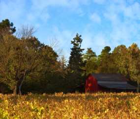 怀孕初期大便如岩石