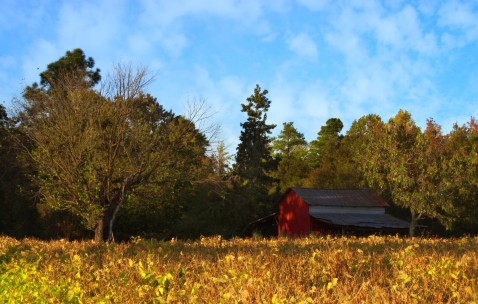 小孩发烧支周炎