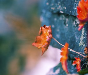 怀孕初期可以喝黑糖桂圆姜茶吗