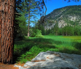 小孩支气管炎咳嗽发烧吗
