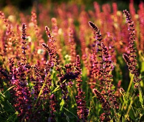 怀孕初期孕妇起床感觉腹痛