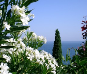 小孩头疼不发烧可以吃鱼吗