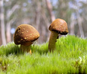 怀孕初期特能吃是女孩吗