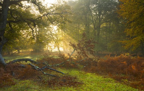 小孩咳嗽发烧可以吃虾粥吗